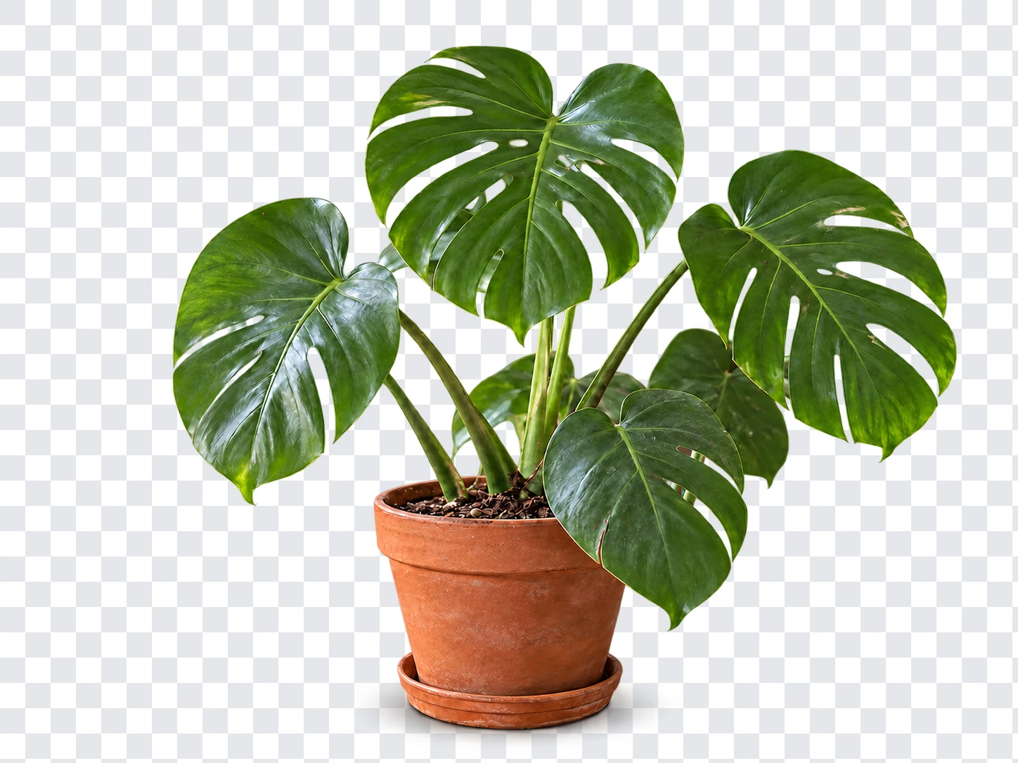 The same potted monstera as a finished clean cutout on a transparency checkerboard, ready to download