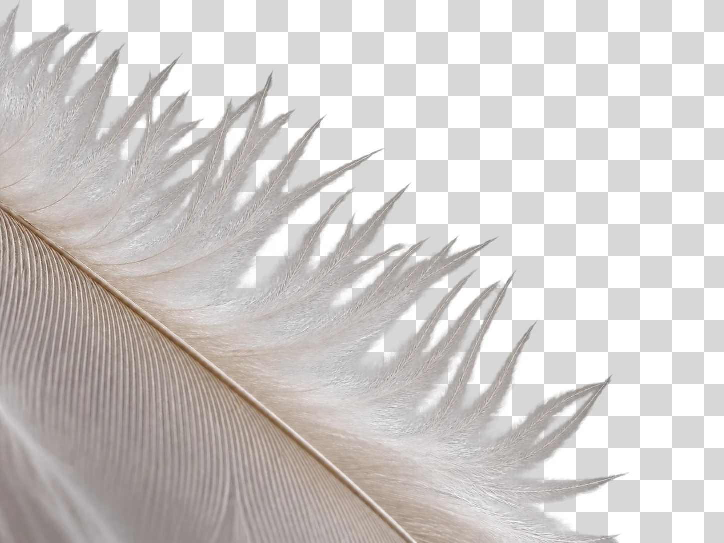 An extreme close-up of a soft feather's edge cut out on a transparency checkerboard, its fine downy barbs each cleanly separated
