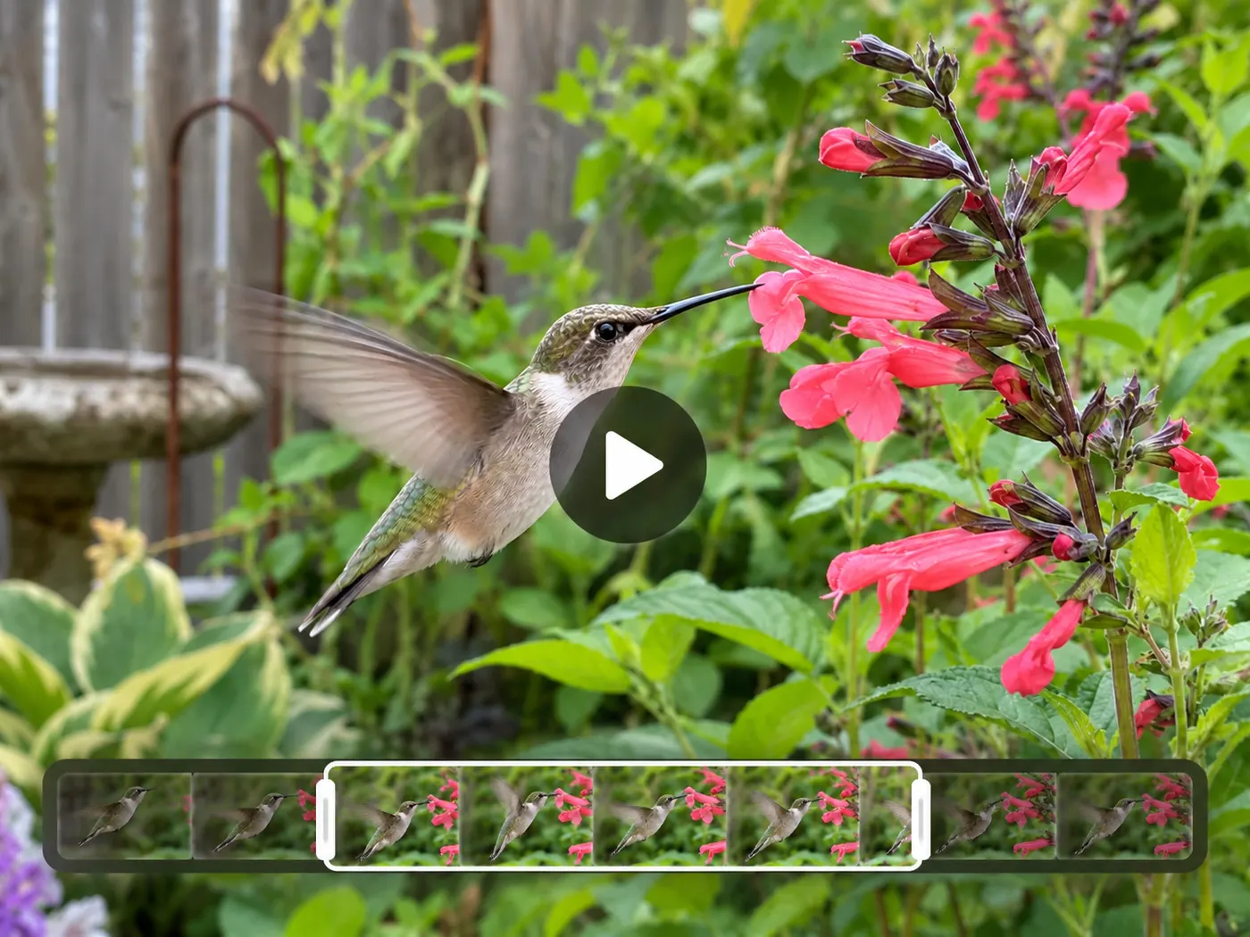 The hummingbird hovering beside the flowers, presented as a polished short highlight.